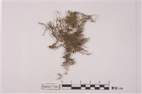 藏品(提燈苔科)的圖片